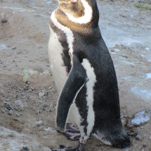 Penguin enjoying the last sunlight of the day